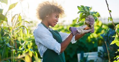 Agricultura sustentavel brasil casos sucesso