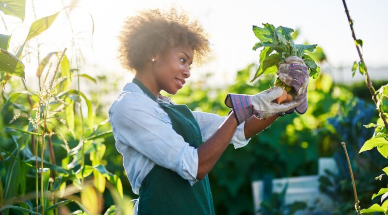 Agricultura sustentavel brasil casos sucesso