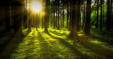 Soluções ambientais para a floresta amazônica