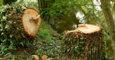 desmatamento no Brasil soluções renováveis