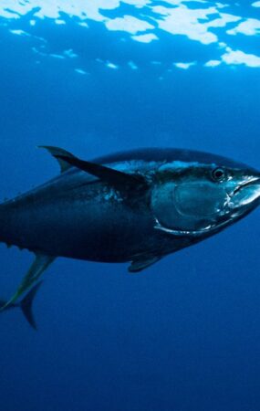 pesca de atum Guiné Equatorial