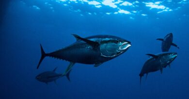 pesca de atum Guiné Equatorial