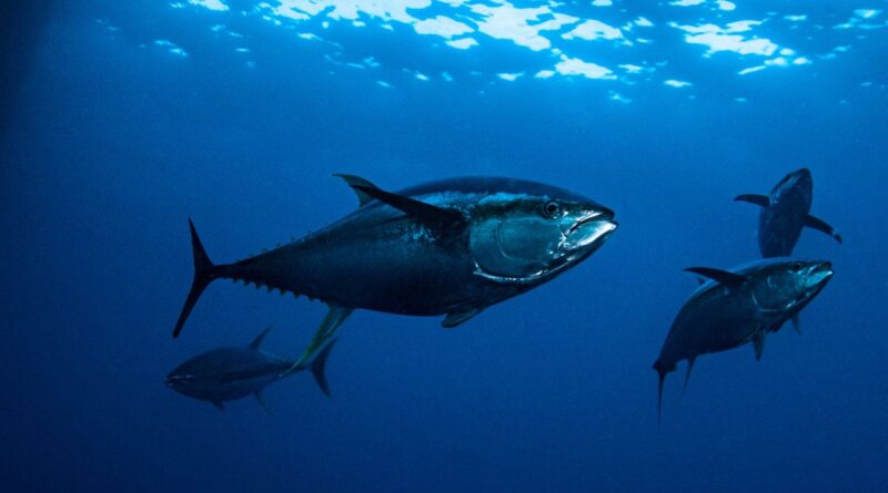 pesca de atum Guiné Equatorial