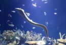 pesca sustentável Guiné Equatorial