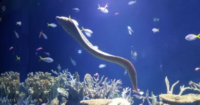 pesca sustentável Guiné Equatorial