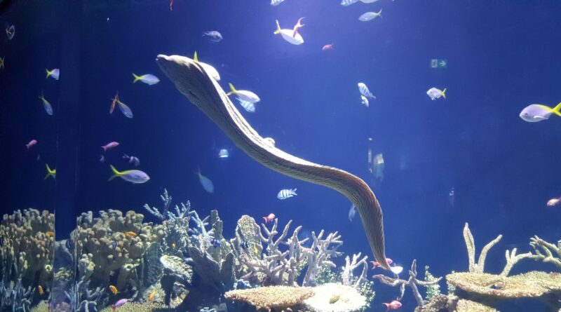 pesca sustentável Guiné Equatorial
