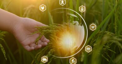 Cadeias de valor agricola angola