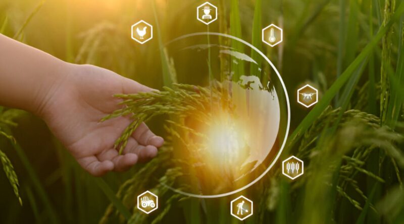 Cadeias de valor agricola angola