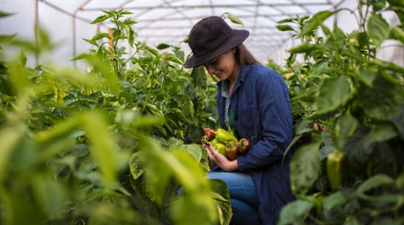 setores sustentáveis cabo verde
