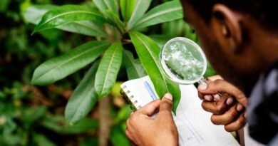 Tecnologias de adaptação climática Cabo Verde