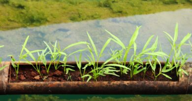 AgriTech Cabo Verde 2026