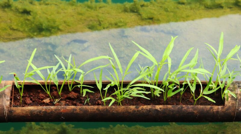 AgriTech Cabo Verde 2026