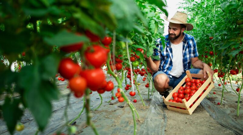 AgriTech na Guiné-Bissau