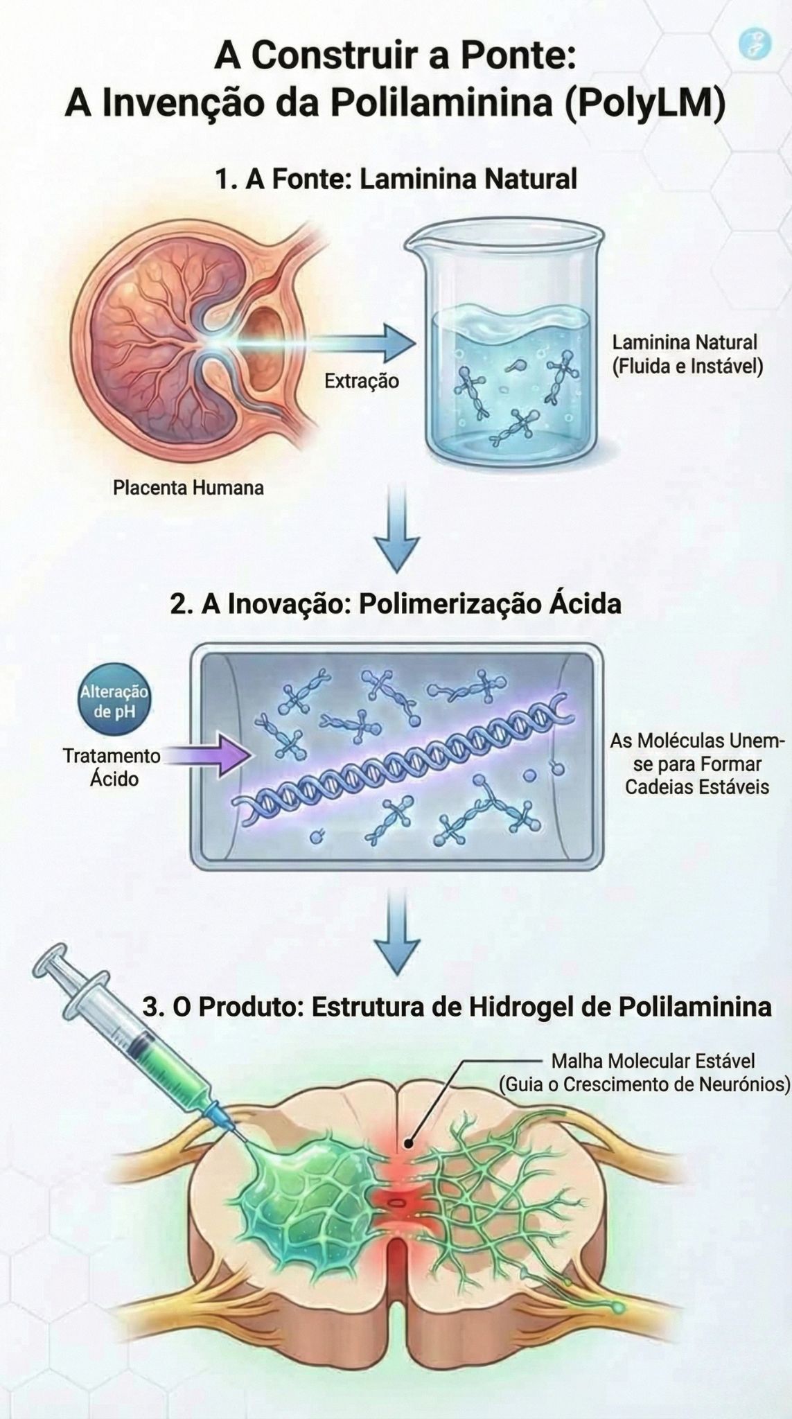 polilaminina lesão medular UFRJ