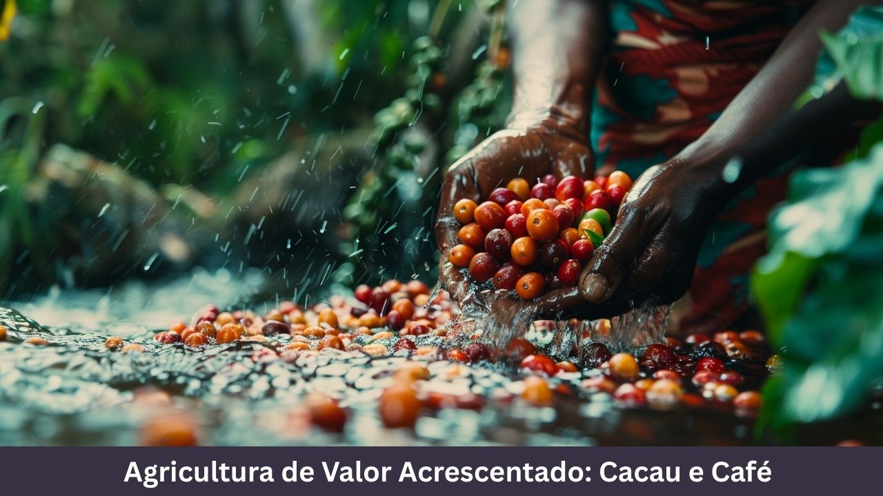 Agricultura de Valor Acrescentado Cacau e Café