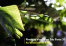 Finanças Verdes em São Tomé