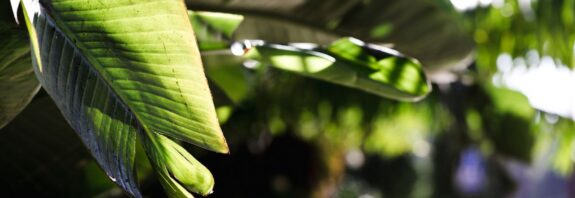 Finanças Verdes em São Tomé