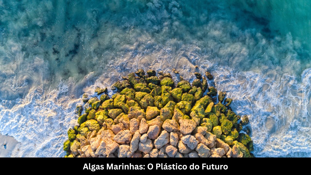 Algas Marinhas O Plástico do Futuro